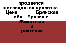 продаётся  шотландская красотка › Цена ­ 1 000 - Брянская обл., Брянск г. Животные и растения » Кошки   